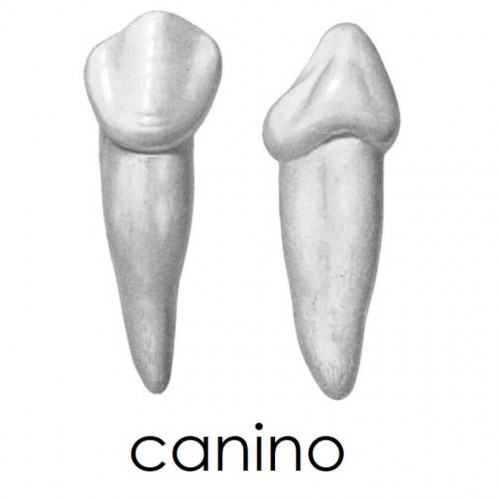 Canino 1