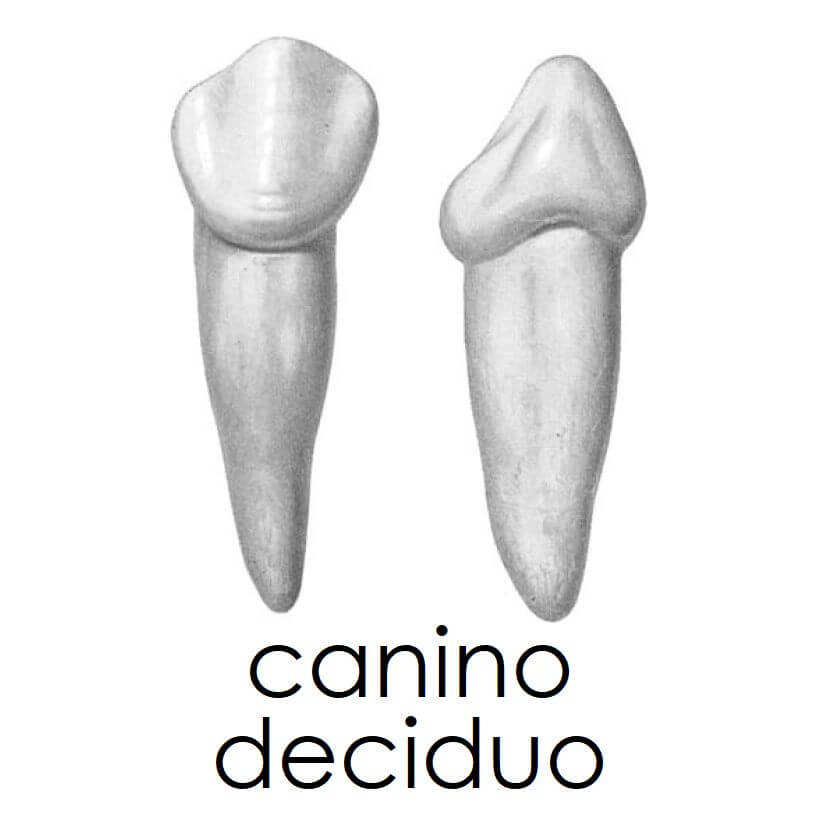 Canino 2