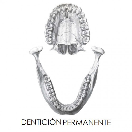 Dentición permanente completa