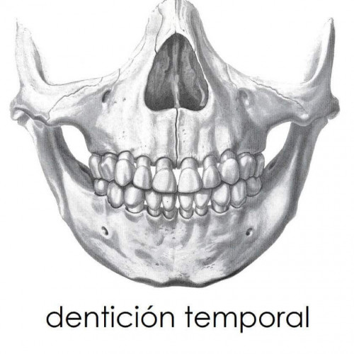 Denticion temporal