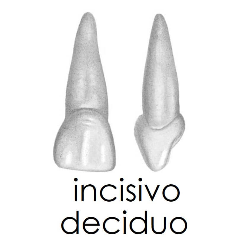 Incisivo 1