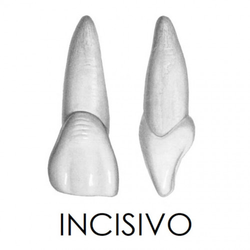 Incisivo 2