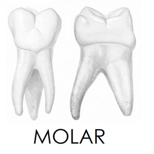 Molar 2