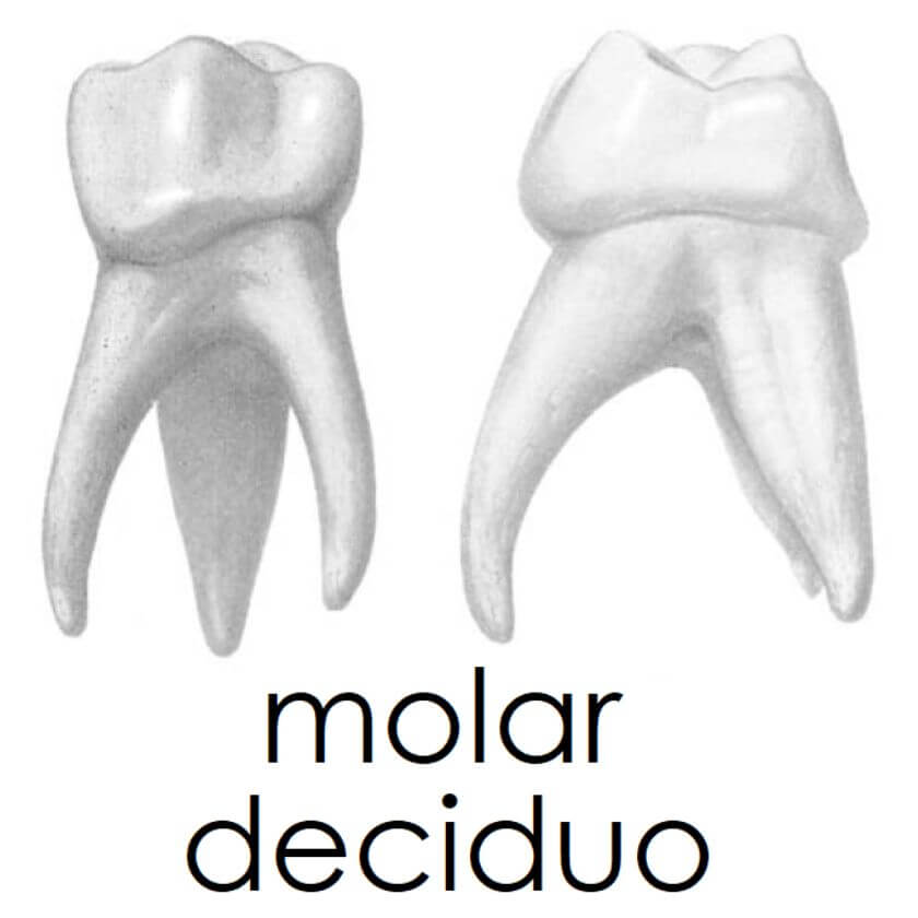 Molar