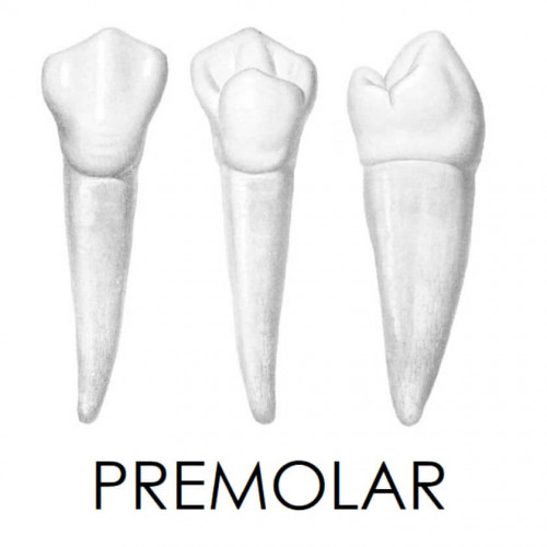 Premolar